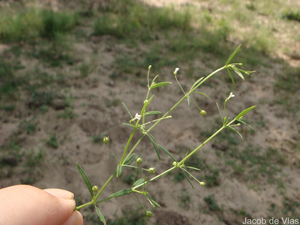 Oldenlandia herbacea (L.) Roxb.